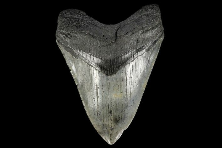 Fossil Megalodon Tooth - South Carolina #116701